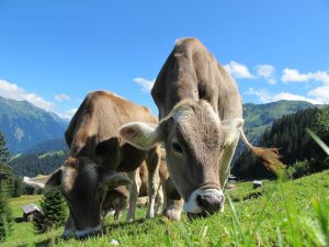 Kühe auf einer Alm