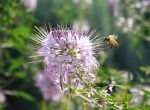 Biene bestäubt Blume