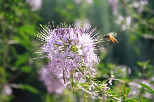 Biene bestäubt Blume