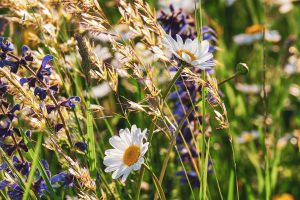 Blumenwiese