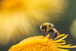 Biene auf Sonnenblume