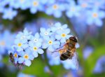 Biene bestäubt Blumen