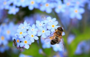 Biene bestäubt Blumen