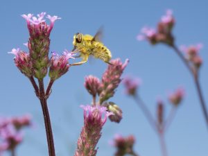 Insekt bestäubt Blüte