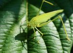 Grashüpfer auf Blatt