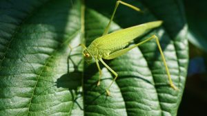 Grashüpfer auf Blatt