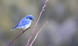 Vogel auf Ast