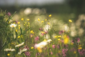 Blumenwiese