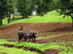 Indischer Bauer pflügt Feld