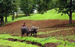 Indischer Bauer pflügt Feld