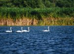 Fluss mit Schwänen und Schilfgürtel