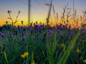 Blumenwiese